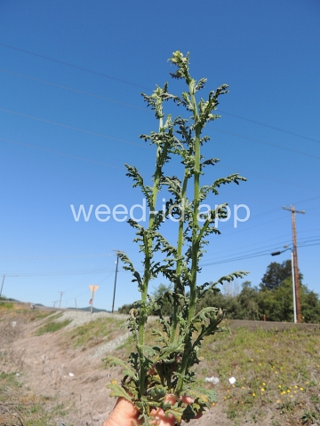 groundsel, woodland